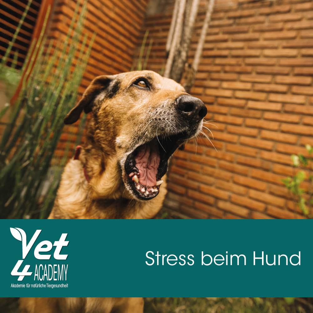 Stress beim Hund – na und? Tier, Hund, Säugetier, Haustier