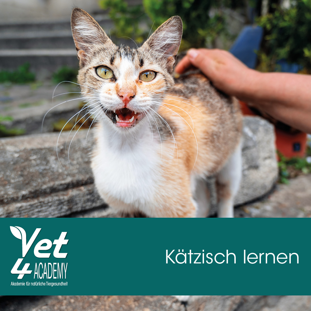 Kätzisch lernen- die Katzensprache verstehen Abessinisch, Katze, Haustier, Kätzchen, Person