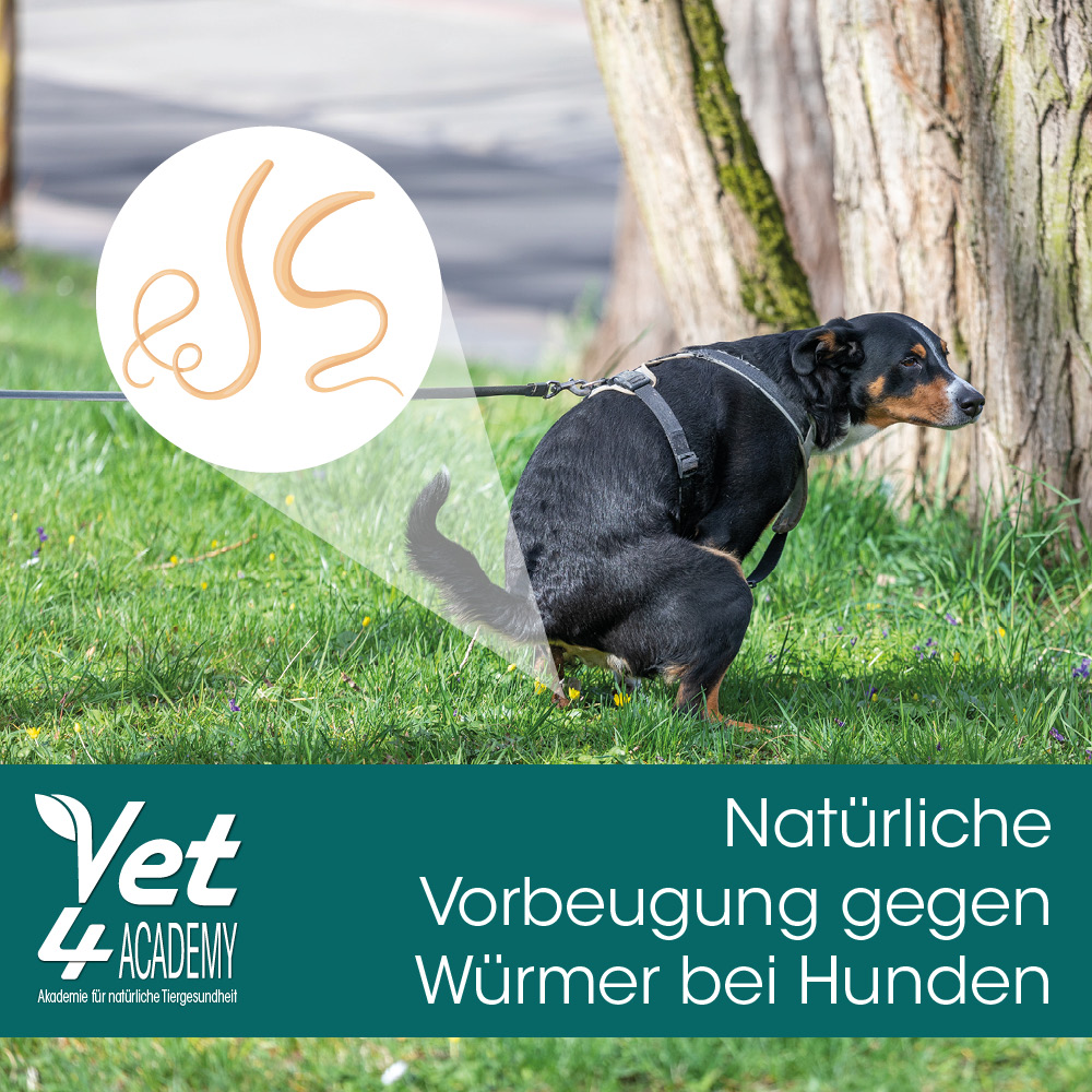 Natürliche Vorbeugung gegen Würmer bei Hunden – ganz ohne Chemie Gras, Pflanze, Zubehör, Riemen, Hund