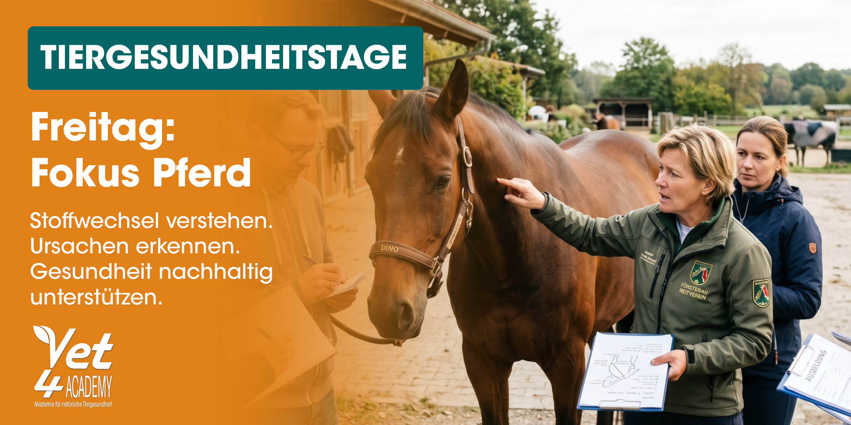 Pferd, Tiergesundheit, Haltese Pferd, Klinik/Training, Halterung (Kopf)