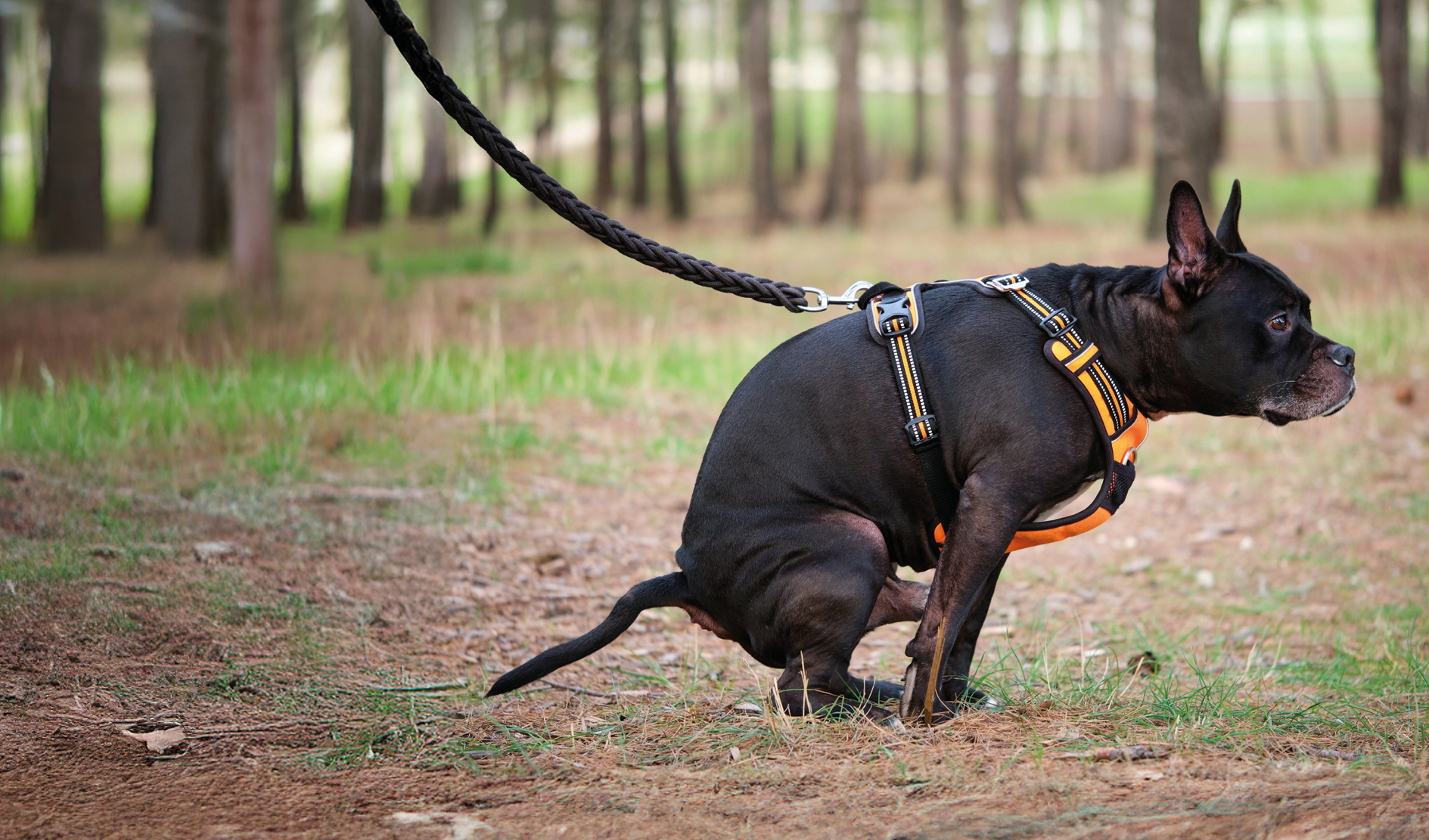 Hund, Hundehalsband, Leine, Outdoor, Park Wald