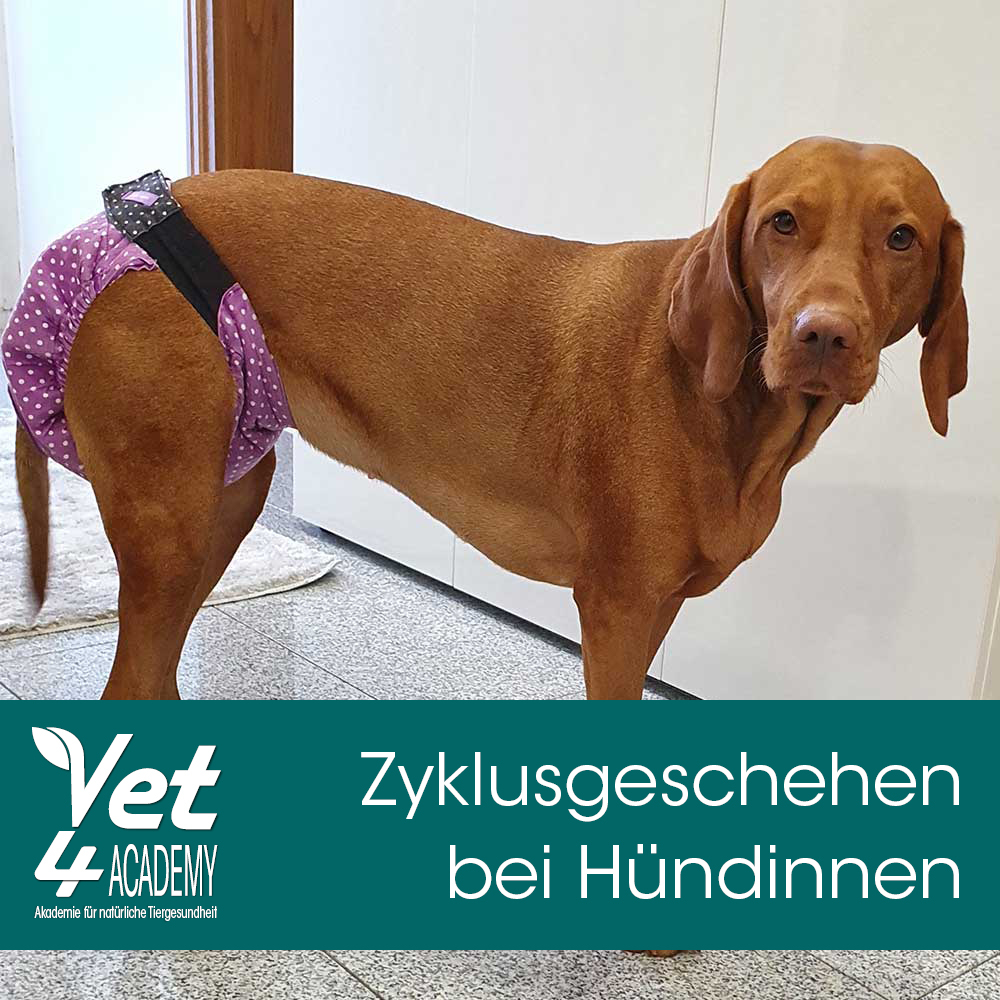 Zyklusgeschehen Tier, Hund, Säugetier, Haustier, Tier, Hund, Säugetier, Haustier