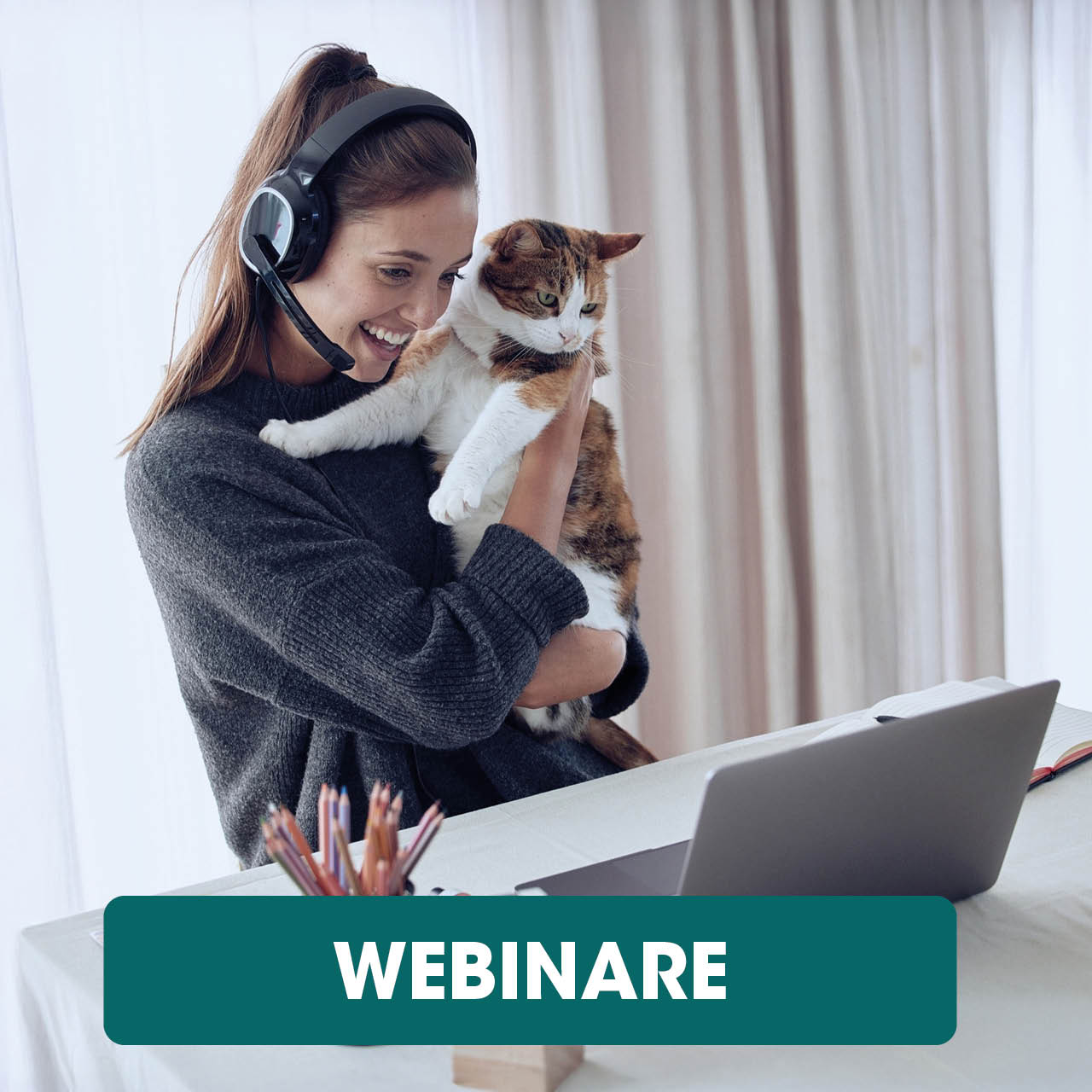 Photographie, Laptop, Pc, Portrait, Katze, Photographie, Laptop, Pc, Portrait, Katze