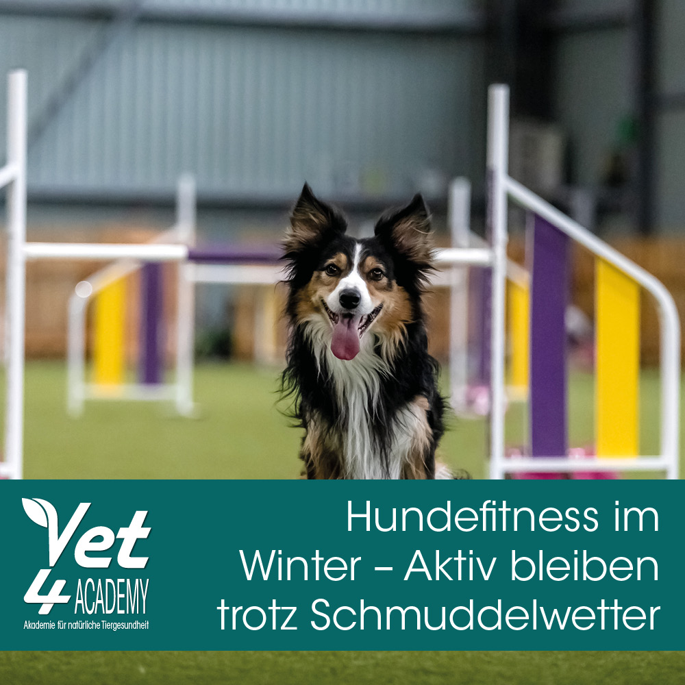 Hundefitness im Winter – Aktiv bleiben trotz Schmuddelwetter! Gras, Hund, Haustier, Spielbereich