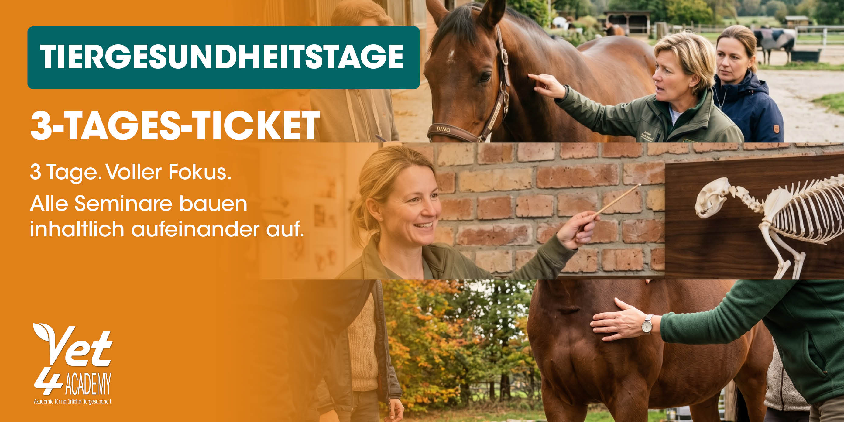 pferd, tierarzt, ausbildung, seminar, reitunterricht