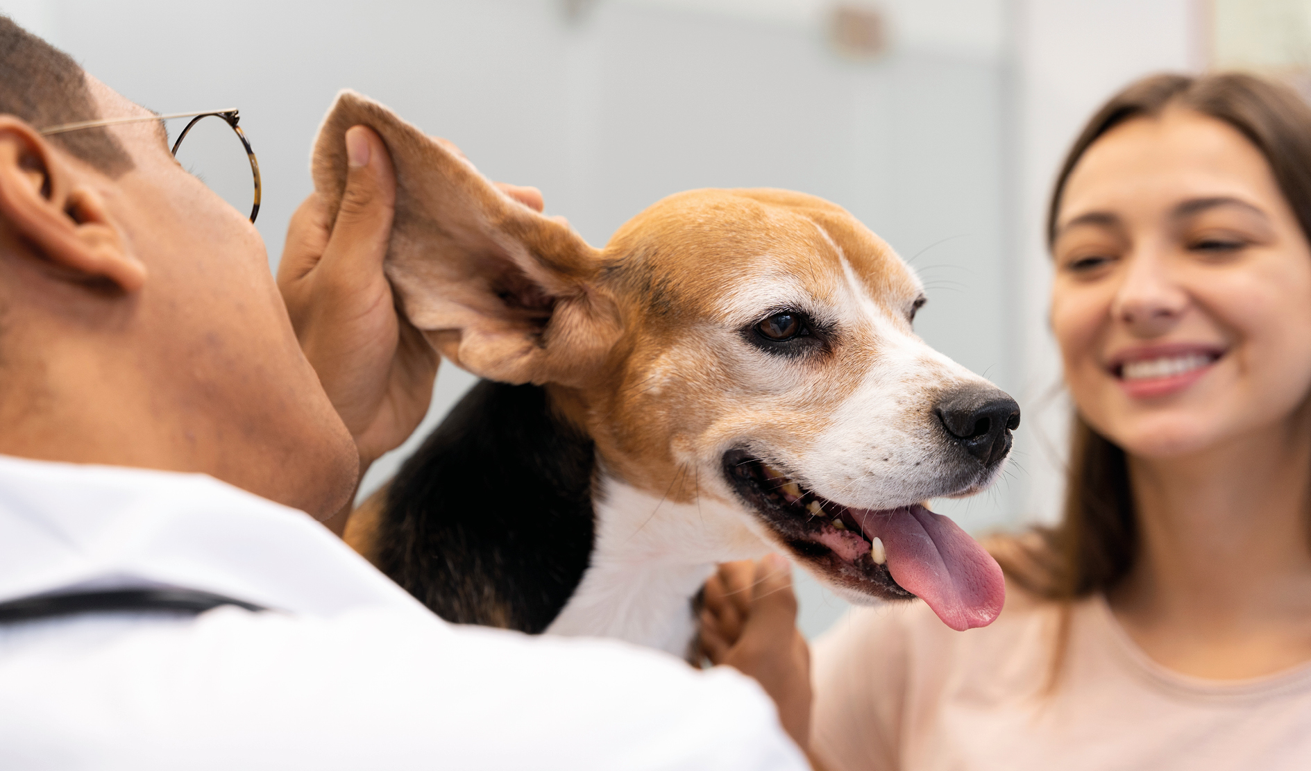 Hund, Beagle, Tier, Tierarzt, Ohren