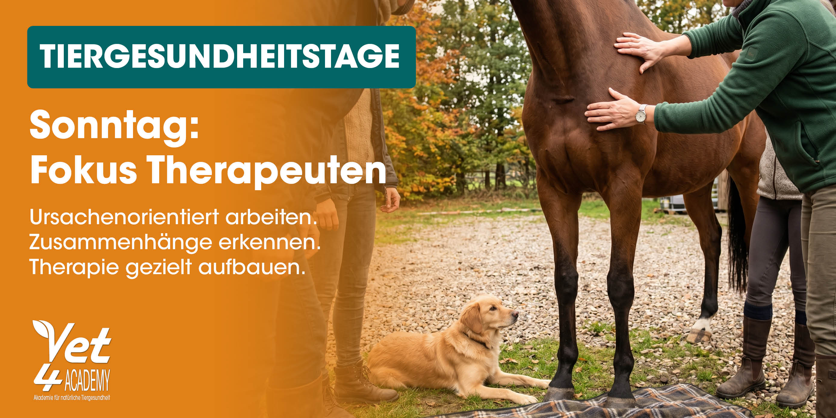 Hund, Pferd, Tiergesundheit, Ausbildung, Tierarzt