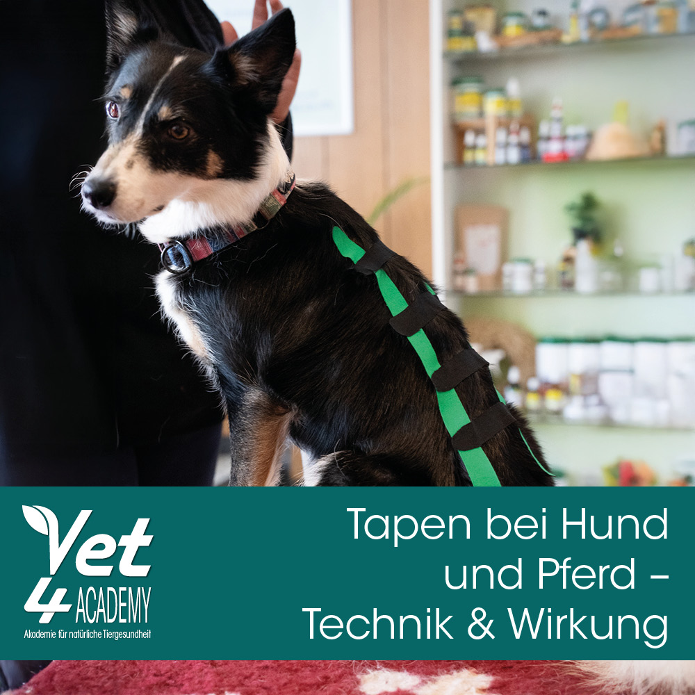 Tapen bei Hund und Pferd – Technik, & Wirkung Zubehor, Riemen, Hund, Säugetier, Haustier
