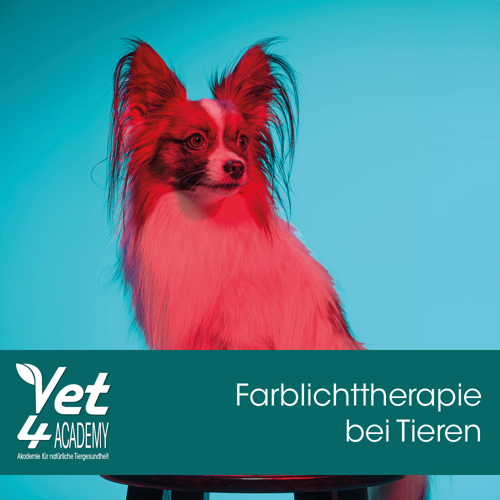 Hund, Cockerspaniel, Haustier, Papillon
