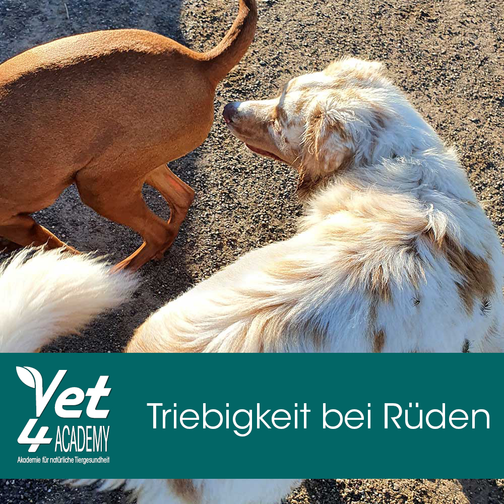 Triebigkeit bei Hunden Hund, Säugetier, Haustier
