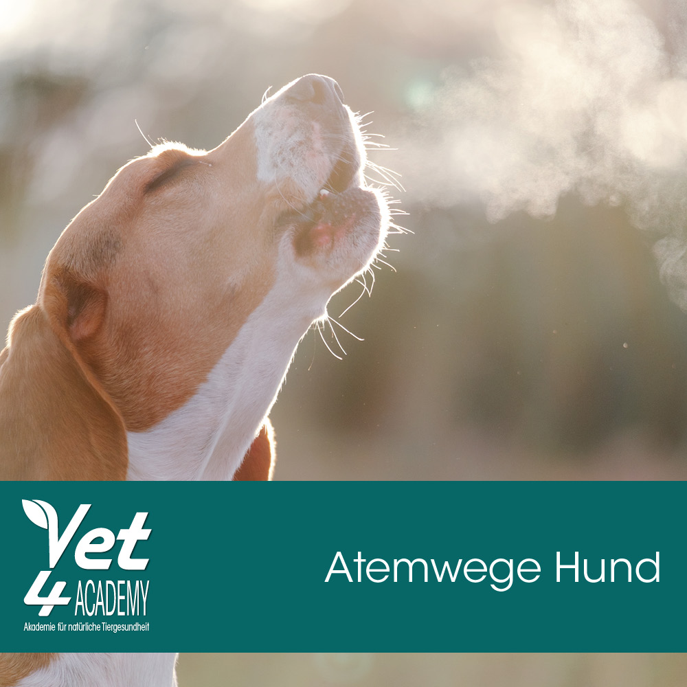 Atemwege Hund Hund, Haustier, Schnauze, Beagle