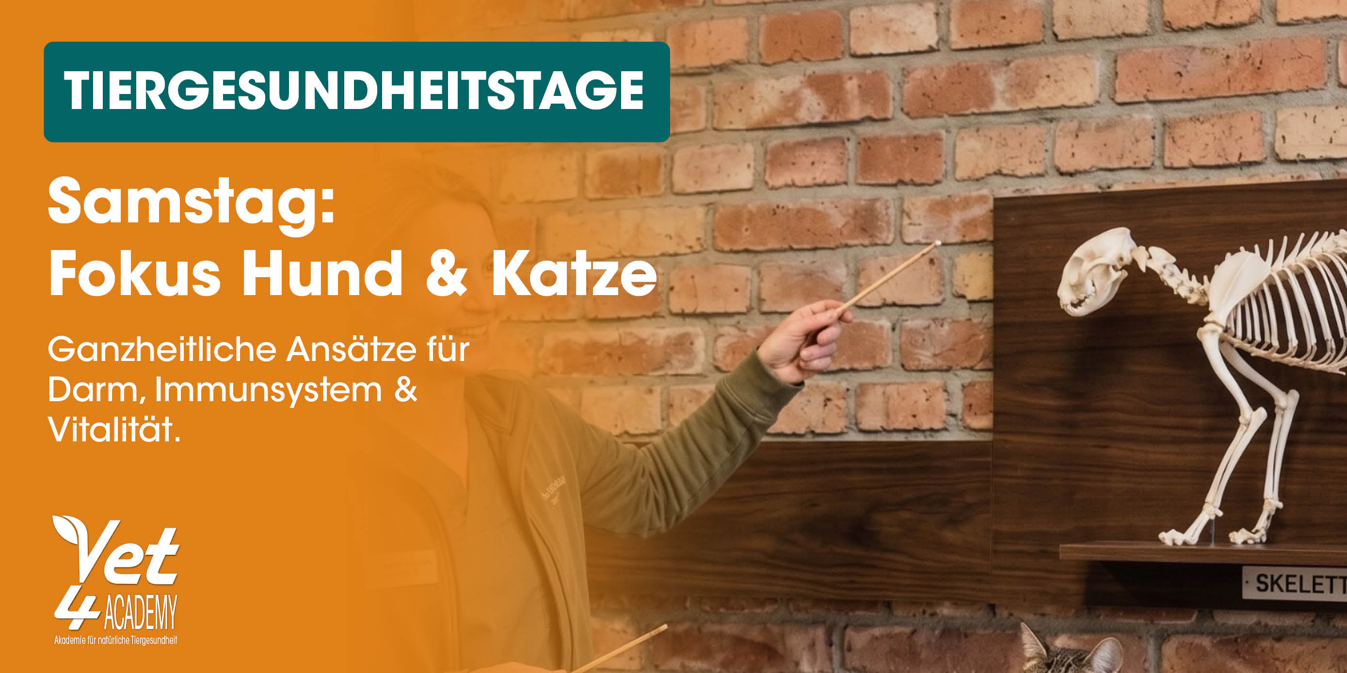 veterinärisch, Bildung, Skelett, Katze, Hund