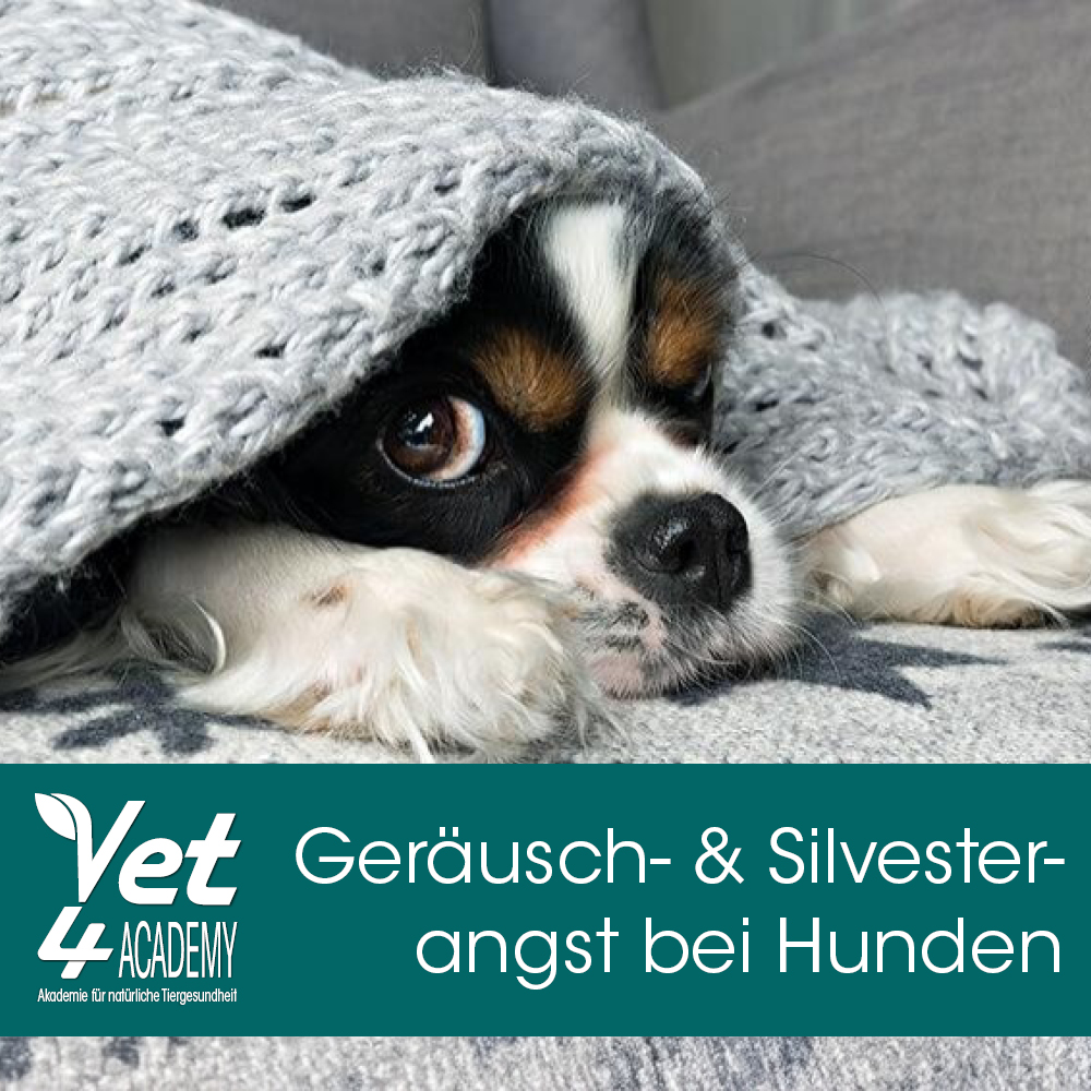 Videoaufzeichnung - Geräuscheangst / Silvesterangst bei Hunden Hund, Säugetier, Haustier, Welpe