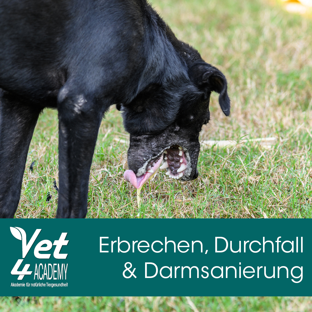 Darmsanierung Hund Tier, Hund, Säugetier, Haustier