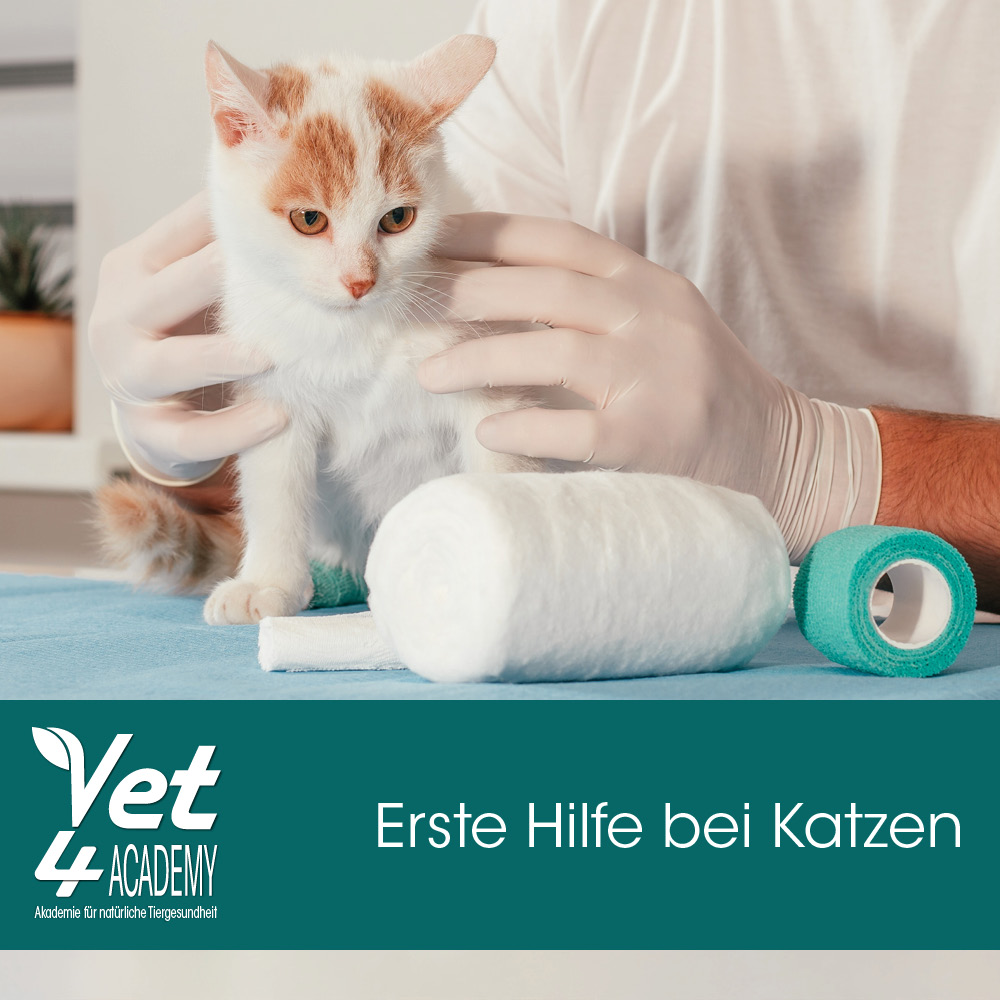 Erste Hilfe bei Katzen Katze, Kätzchen, Säugetier, Haustier, Band