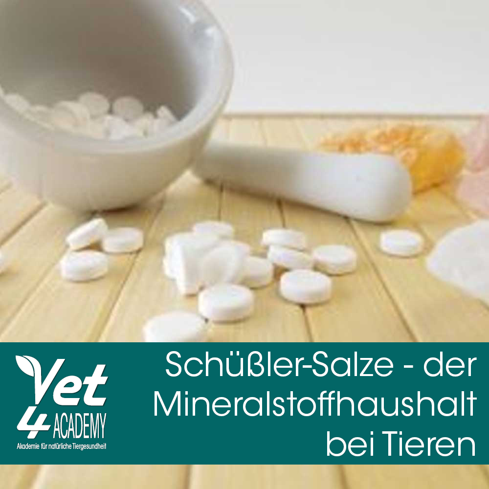 Videoaufzeichnung - Schüßler Salze