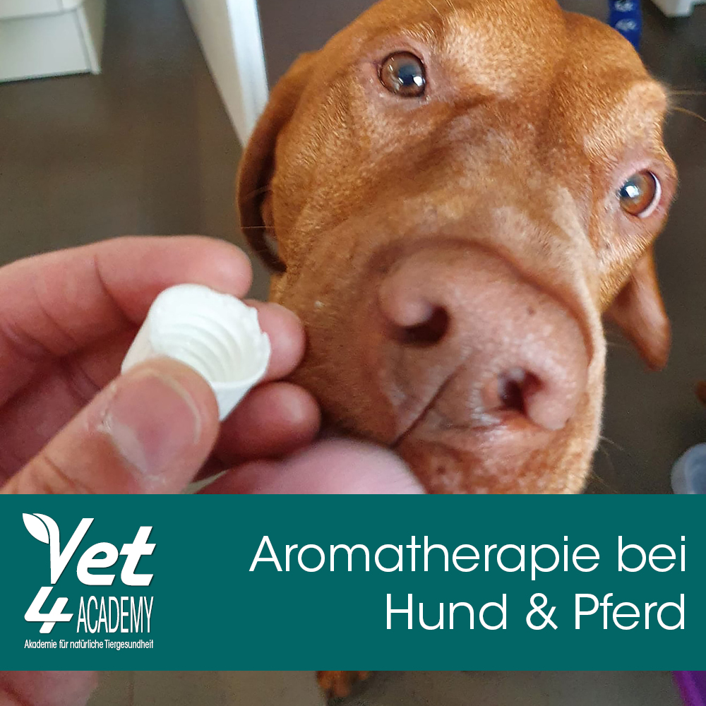 Aromatherapie Schnauze, Hund, Säugetier, Haustier
